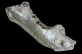 Partial Didelphodon Jaw - Cretaceous Marsupial Mammal #87941-3